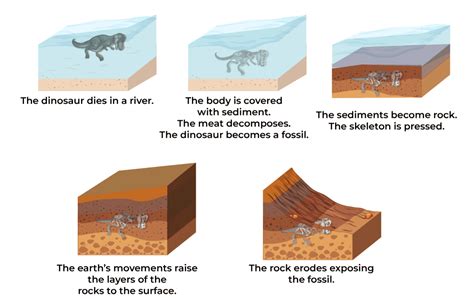 process of fossilization bones.